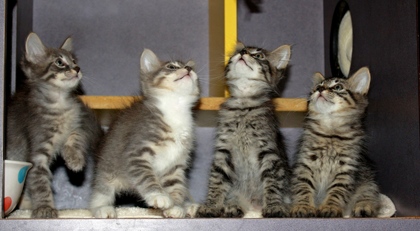 [picture of Elmo, a Domestic Medium Hair gray tabby/white cat]