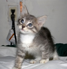 [picture of Elmo, a Domestic Medium Hair gray tabby/white\ cat] 