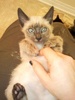 A picture of #AB00319: Minu a Siamese/Domestic Short Hair-x bluepoint