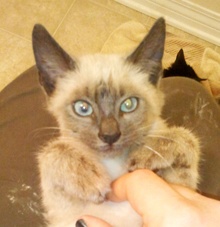 [another picture of Minu, a Siamese/Domestic Short Hair-x bluepoint\ cat] 