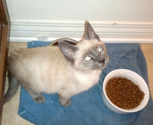 [picture of Minu, a Siamese/Domestic Short Hair-x bluepoint cat]