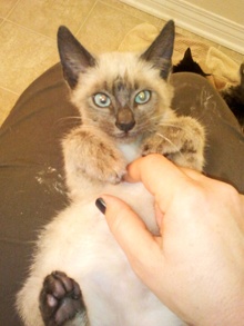 [picture of Minu, a Siamese/Domestic Short Hair-x bluepoint\ cat] 