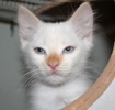 A picture of #AB00320: Otis a Siamese/Domestic Short Hair-x flamepoint