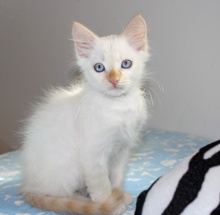 [another picture of Otis, a Siamese/Domestic Short Hair-x flamepoint\ cat] 