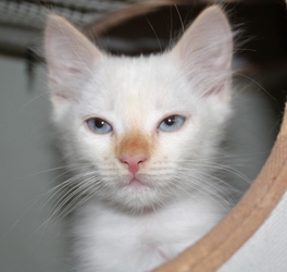 [picture of Otis, a Siamese/Domestic Short Hair-x flamepoint cat]