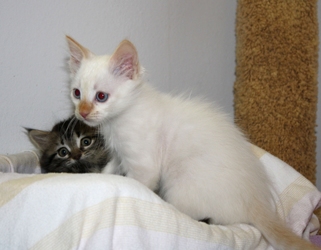 [picture of Otis, a Siamese/Domestic Short Hair-x flamepoint cat]