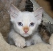 [picture of Otis, a Siamese/Domestic Short Hair-x flamepoint cat]