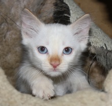 [picture of Otis, a Siamese/Domestic Short Hair-x flamepoint\ cat] 