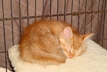 [another picture of , a Domestic Short Hair orange tabby\ cat] 