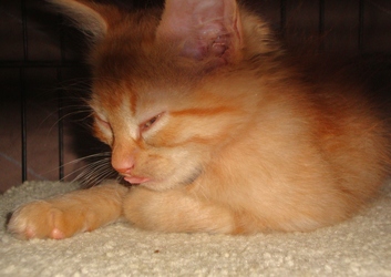 [picture of , a Domestic Short Hair orange tabby cat]