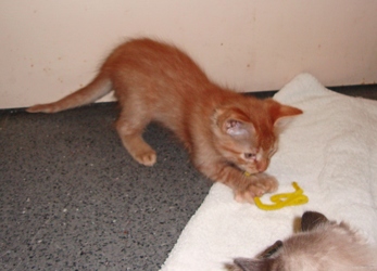 [picture of , a Domestic Short Hair orange tabby cat]