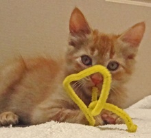 [picture of , a Domestic Short Hair orange tabby\ cat] 