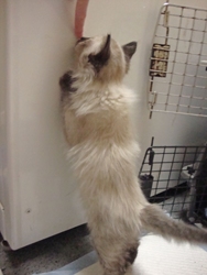 [picture of Gizmo, a Siamese/Domestic Short Hair-x sealpoint cat]