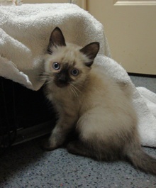 [another picture of Sassy, a Siamese/Domestic Short Hair-x sealpoint\ cat] 