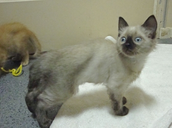 [picture of Sassy, a Siamese/Domestic Short Hair-x sealpoint cat]