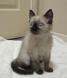 [picture of Sassy, a Siamese/Domestic Short Hair-x sealpoint\ cat] 