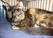 [another picture of Sparky, a Domestic Medium Hair tortoiseshell\ cat] 