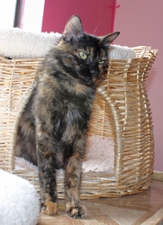 [picture of Sparky, a Domestic Medium Hair tortoiseshell cat]