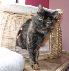 [picture of Sparky, a Domestic Medium Hair tortoiseshell cat]