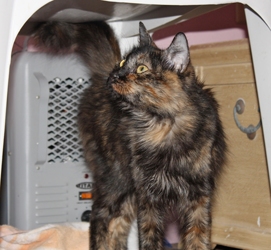 [picture of Sparky, a Domestic Medium Hair tortoiseshell cat]