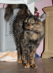 [picture of Sparky, a Domestic Medium Hair tortoiseshell cat]