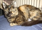 [picture of Sparky, a Domestic Medium Hair tortoiseshell cat]