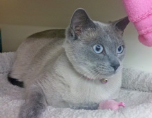 [another picture of Catnip FKA Precious, a Siamese/Domestic Short Hair-x lilacpoint\ cat] 