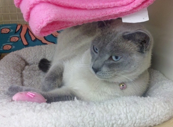 [picture of Catnip FKA Precious, a Siamese/Domestic Short Hair-x lilacpoint cat]