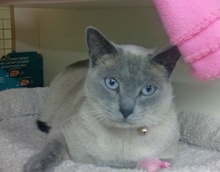 [picture of Catnip FKA Precious, a Siamese/Domestic Short Hair-x lilacpoint\ cat] 