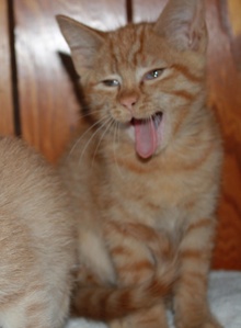 [another picture of Elmer, a Domestic Short Hair orange tabby\ cat] 