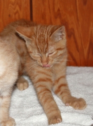 [picture of Elmer, a Domestic Short Hair orange tabby cat]