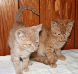 [picture of Elmer, a Domestic Short Hair orange tabby cat]