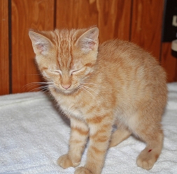 [picture of Elmer, a Domestic Short Hair orange tabby cat]