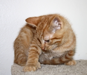 [picture of Elmer, a Domestic Short Hair orange tabby cat]