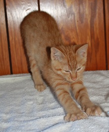 [picture of Elmer, a Domestic Short Hair orange tabby\ cat] 