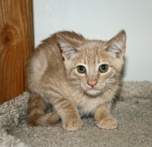 [another picture of Jack FKA Foghorn, a Domestic Short Hair buff tabby\ cat] 