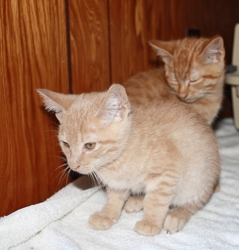 [picture of Jack FKA Foghorn, a Domestic Short Hair buff tabby cat]