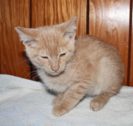 [picture of Jack FKA Foghorn, a Domestic Short Hair buff tabby cat]