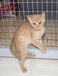 [picture of Jack FKA Foghorn, a Domestic Short Hair buff tabby cat]