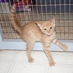 [picture of Jack FKA Foghorn, a Domestic Short Hair buff tabby cat]