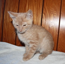 [picture of Jack FKA Foghorn, a Domestic Short Hair buff tabby\ cat] 