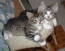 [another picture of Albert, a Domestic Short Hair tabby/white\ cat] 