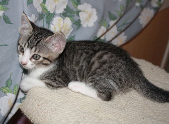 [picture of Albert, a Domestic Short Hair tabby/white cat]
