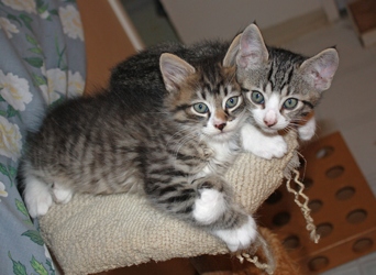 [picture of Albert, a Domestic Short Hair tabby/white cat]
