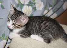 [picture of Albert, a Domestic Short Hair tabby/white\ cat] 