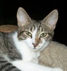 A picture of #AB00336: Armando a Domestic Short Hair tabby/white