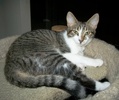[picture of Armando, a Domestic Short Hair tabby/white cat]