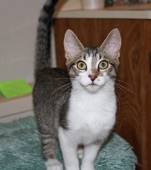 [another picture of Armando, a Domestic Short Hair tabby/white\ cat] 