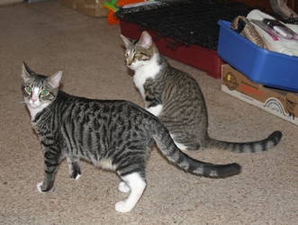 [picture of Armando, a Domestic Short Hair tabby/white cat]