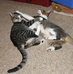 [picture of Armando, a Domestic Short Hair tabby/white cat]